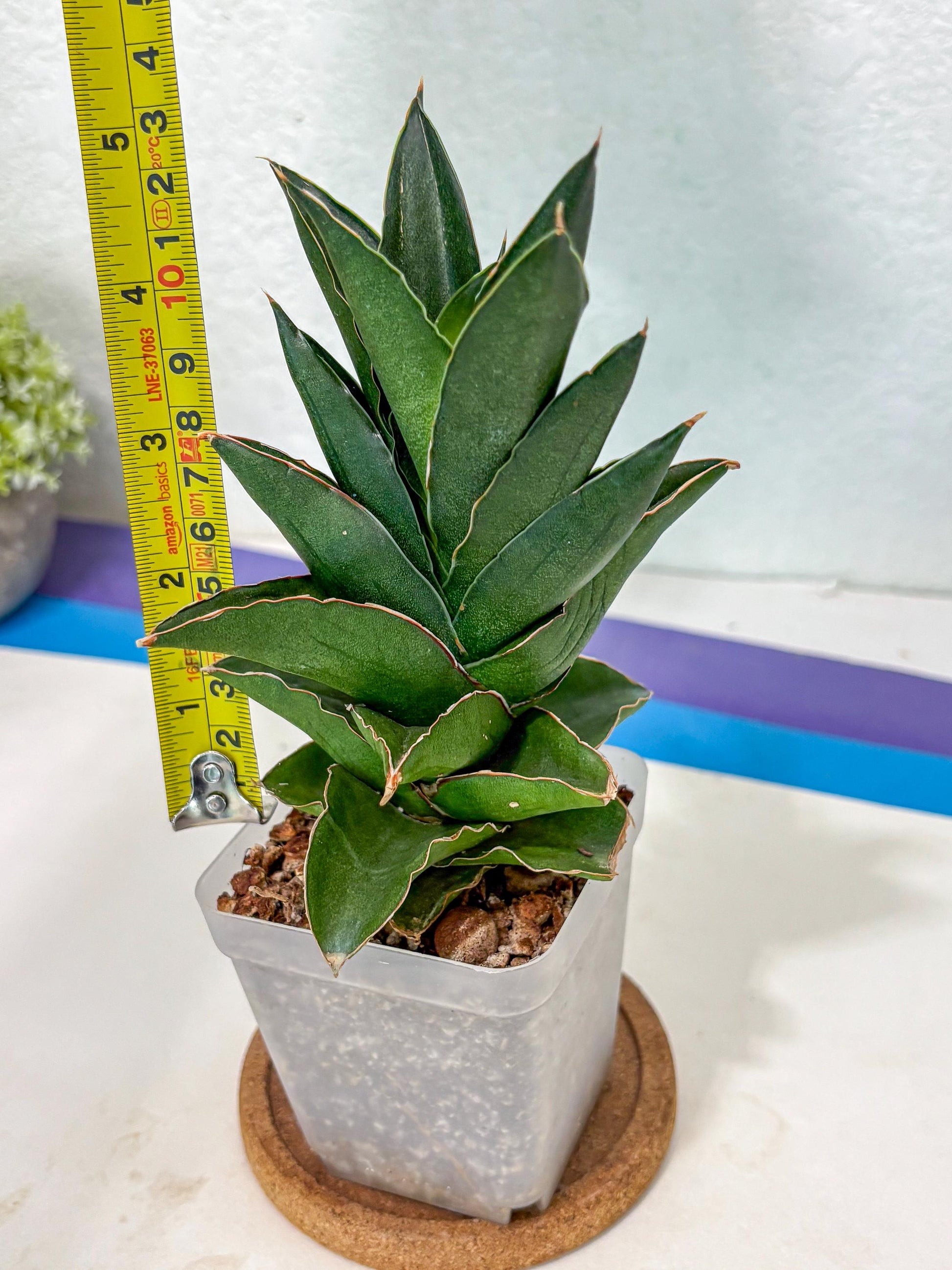 Sansevieria Bonny (Ha5) (15) | Imported