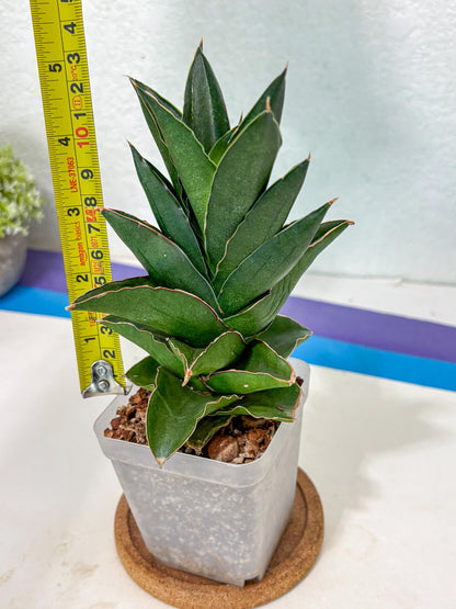 Sansevieria Bonny (Ha5) (15) | Imported