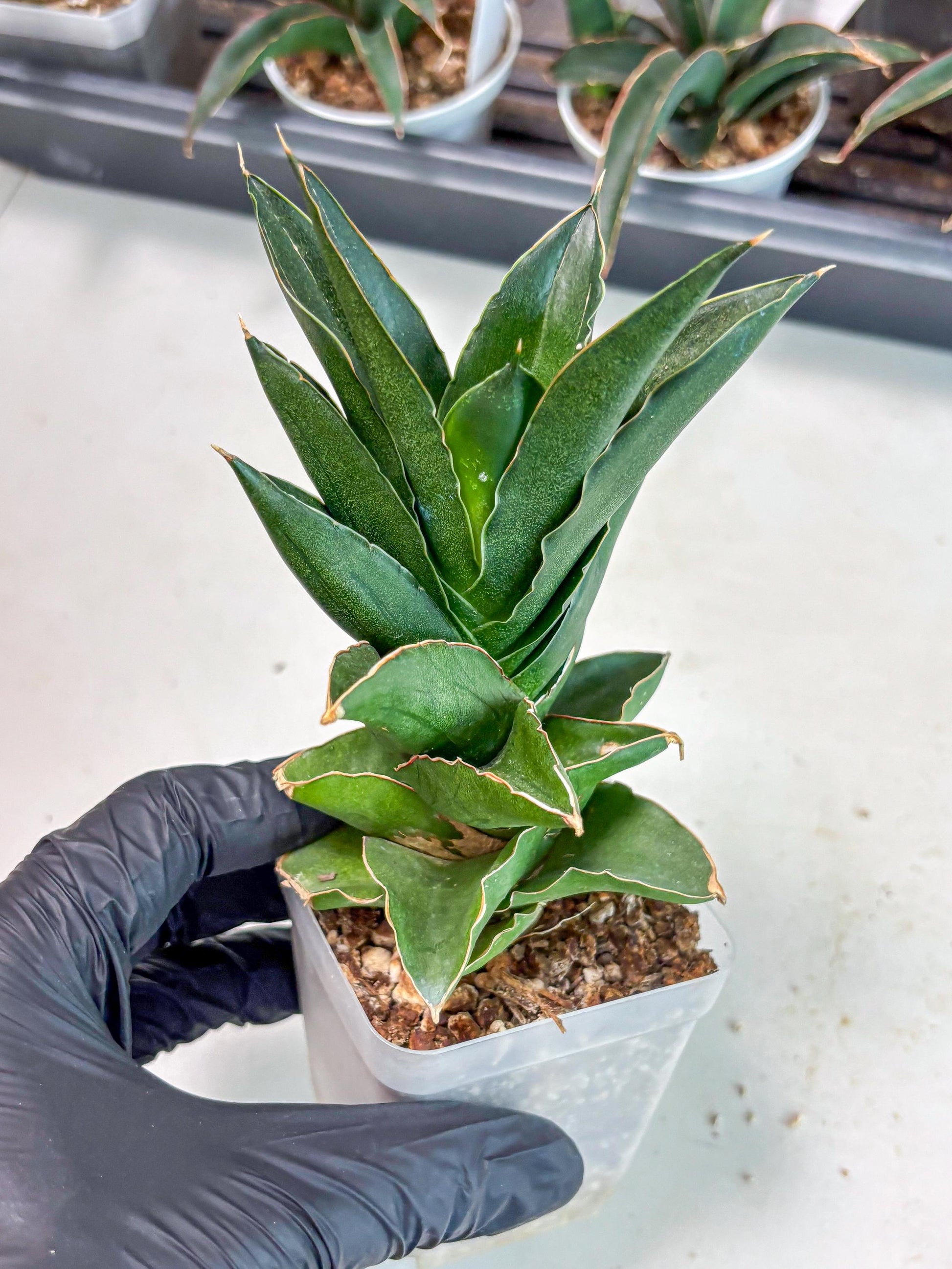 Sansevieria Bonny (Ha5) (15) | Imported