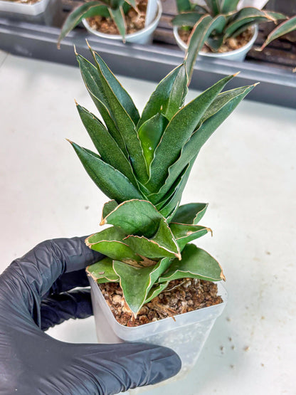 Sansevieria Bonny (Ha5) (15) | Imported