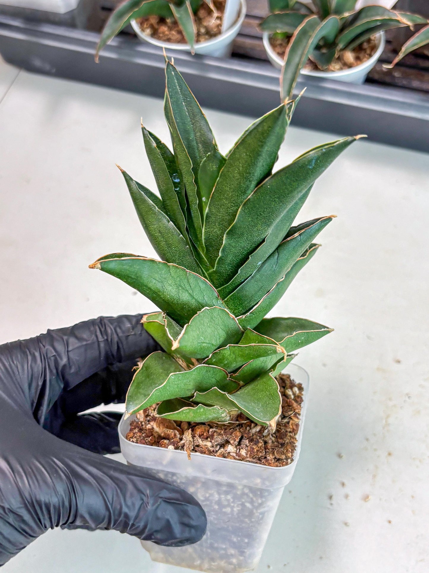 Sansevieria Bonny (Ha5) (15) | Imported