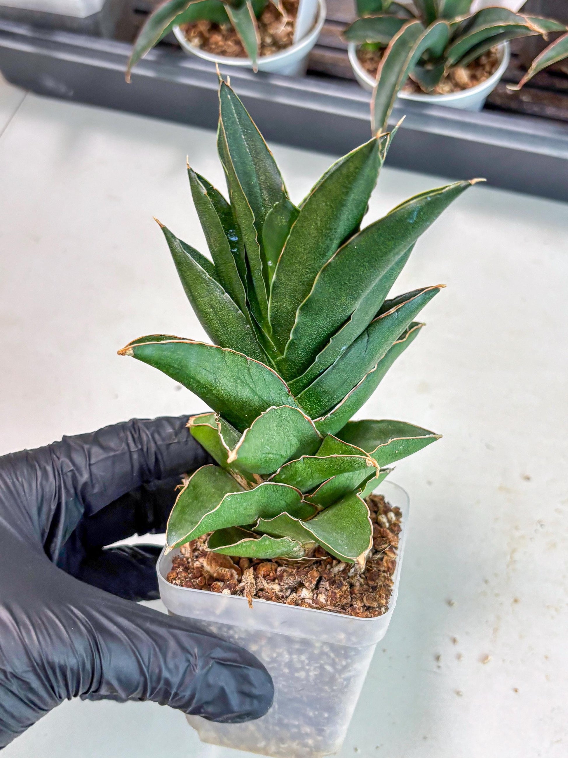 Sansevieria Bonny (Ha5) (15) | Imported