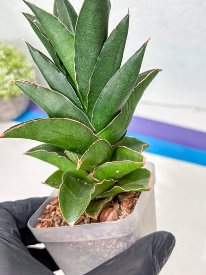 Sansevieria Bonny (Ha5) (15) | Imported