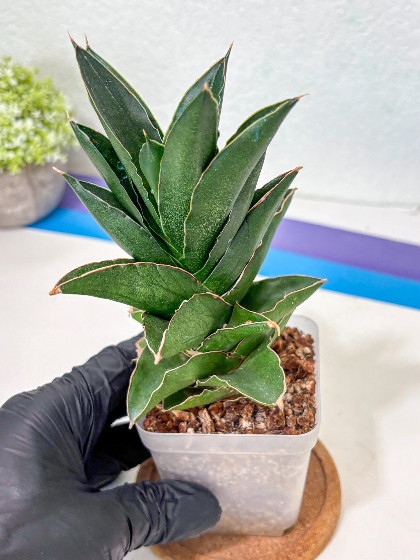 Sansevieria Bonny (Ha5) (15) | Imported