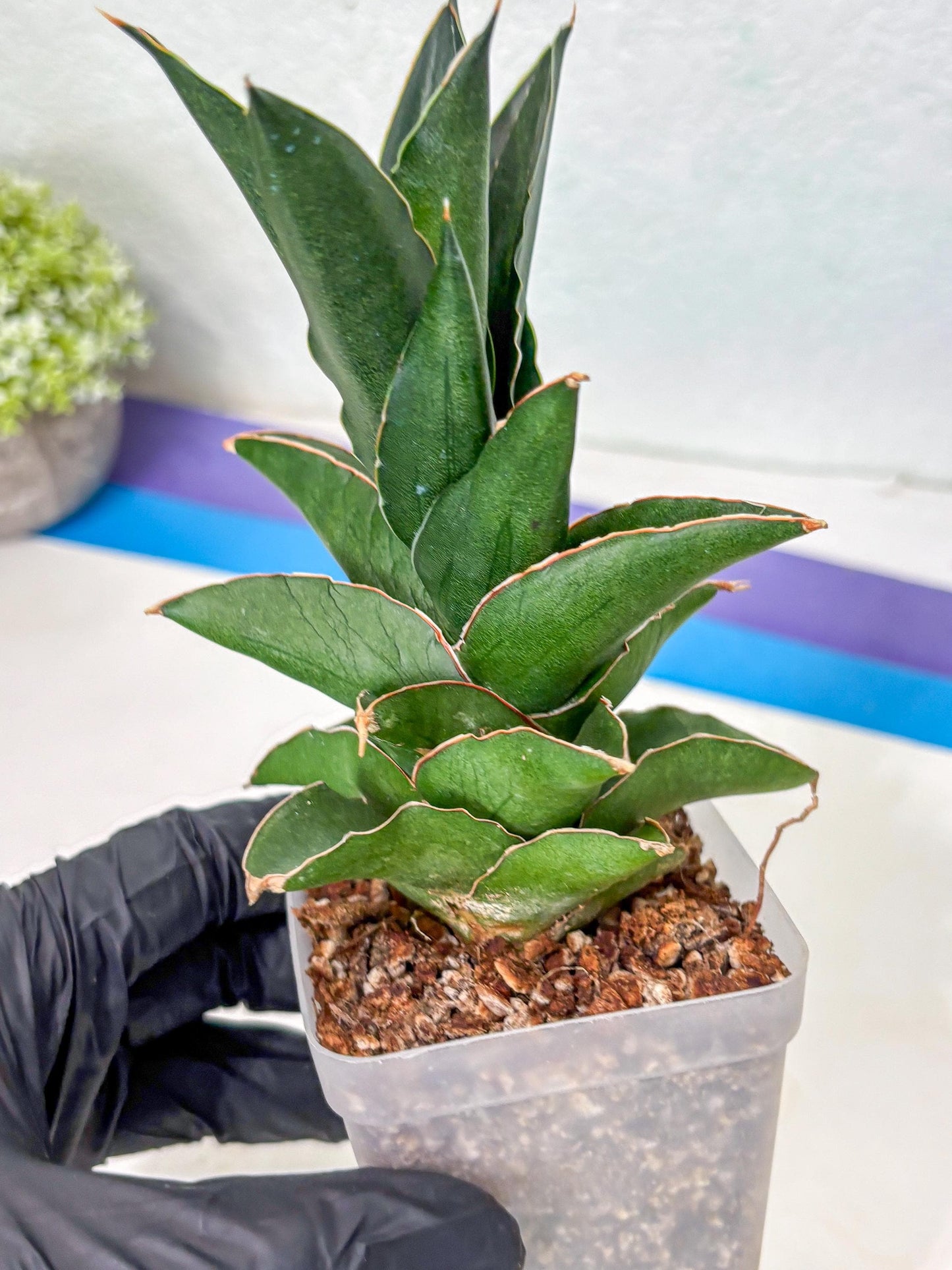Sansevieria Bonny (Ha5) (15) | Imported