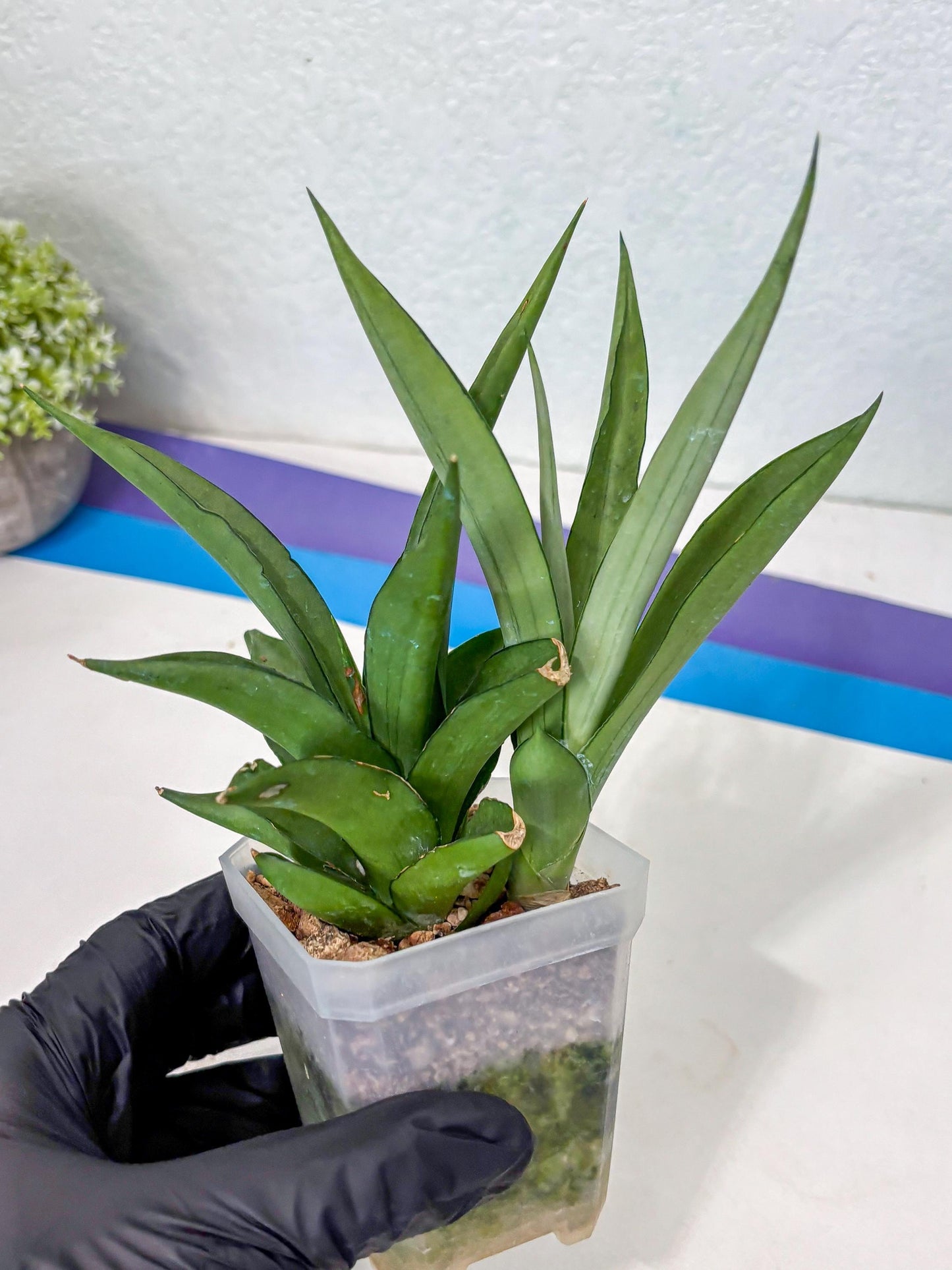 Sansevieria Manee Thewee (Ha2) (10) | Imported