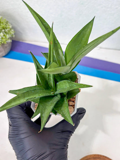Sansevieria Manee Thewee (Ha2) (10) | Imported