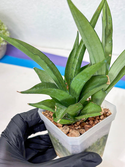 Sansevieria Manee Thewee (Ha2) (10) | Imported
