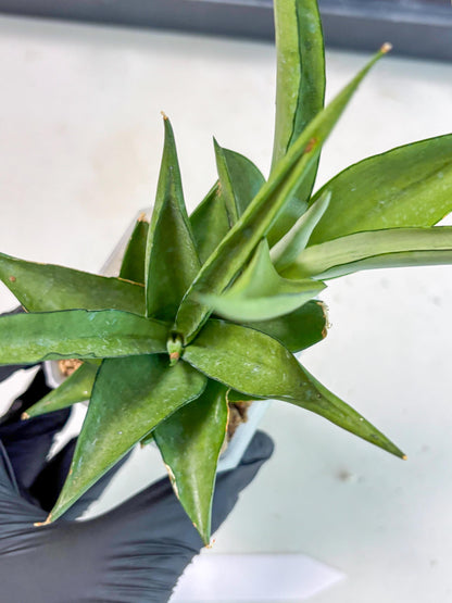 Sansevieria Manee Thewee (Ha2) (10) | Imported