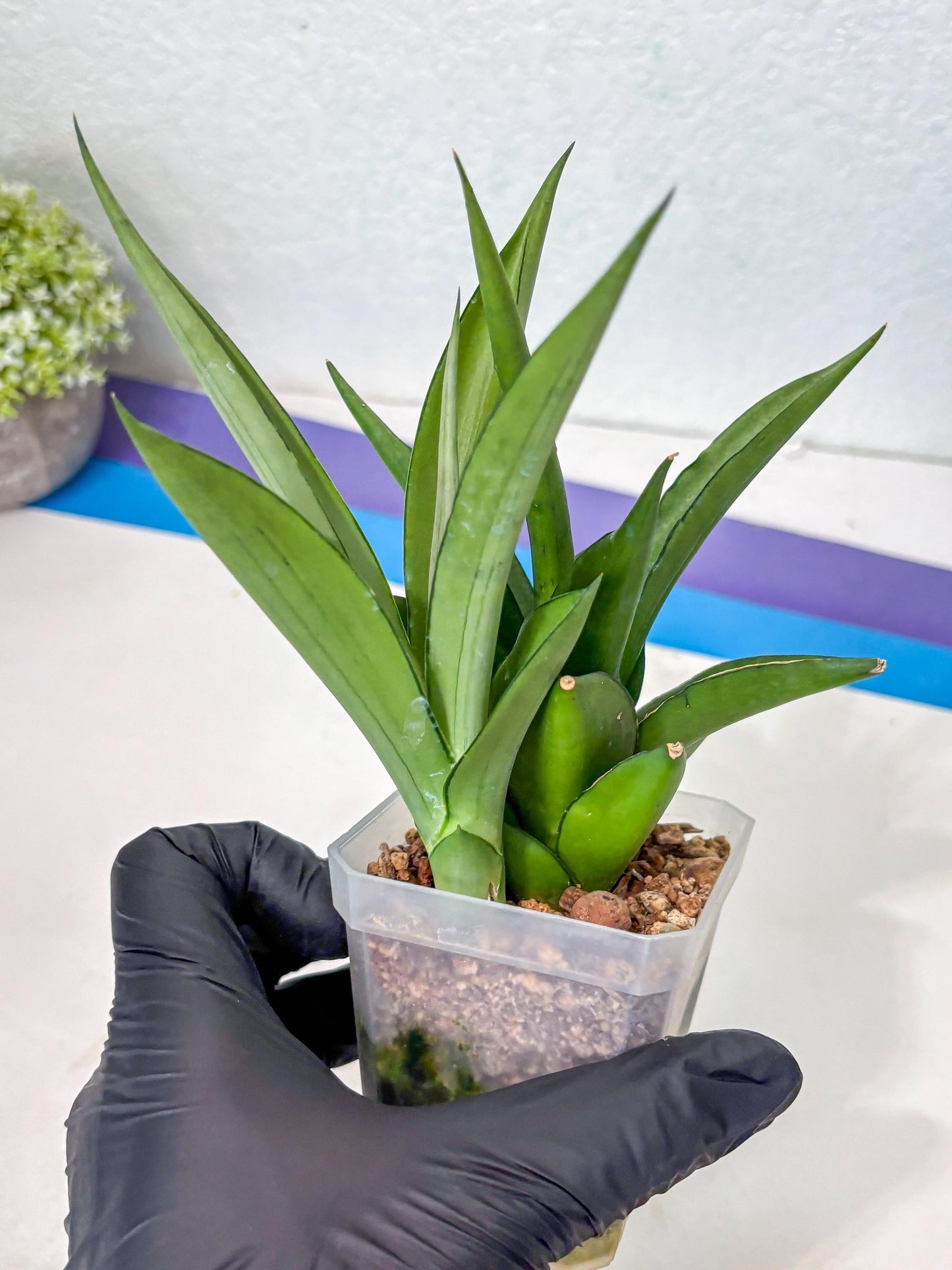 Sansevieria Manee Thewee (Ha2) (10) | Imported
