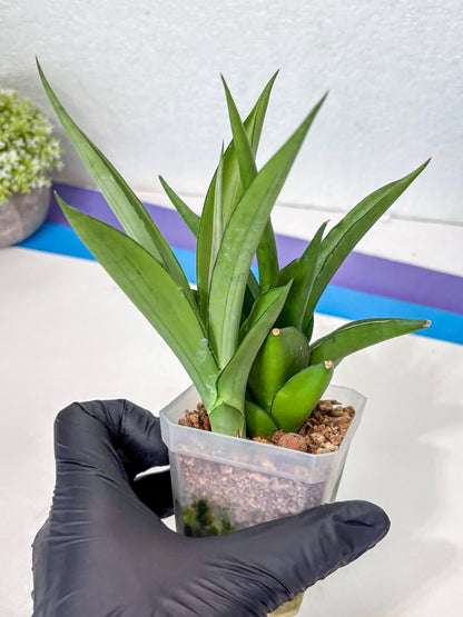 Sansevieria Manee Thewee (Ha2) (10) | Imported