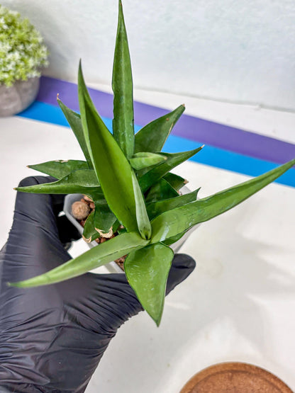 Sansevieria Manee Thewee (Ha2) (10) | Imported