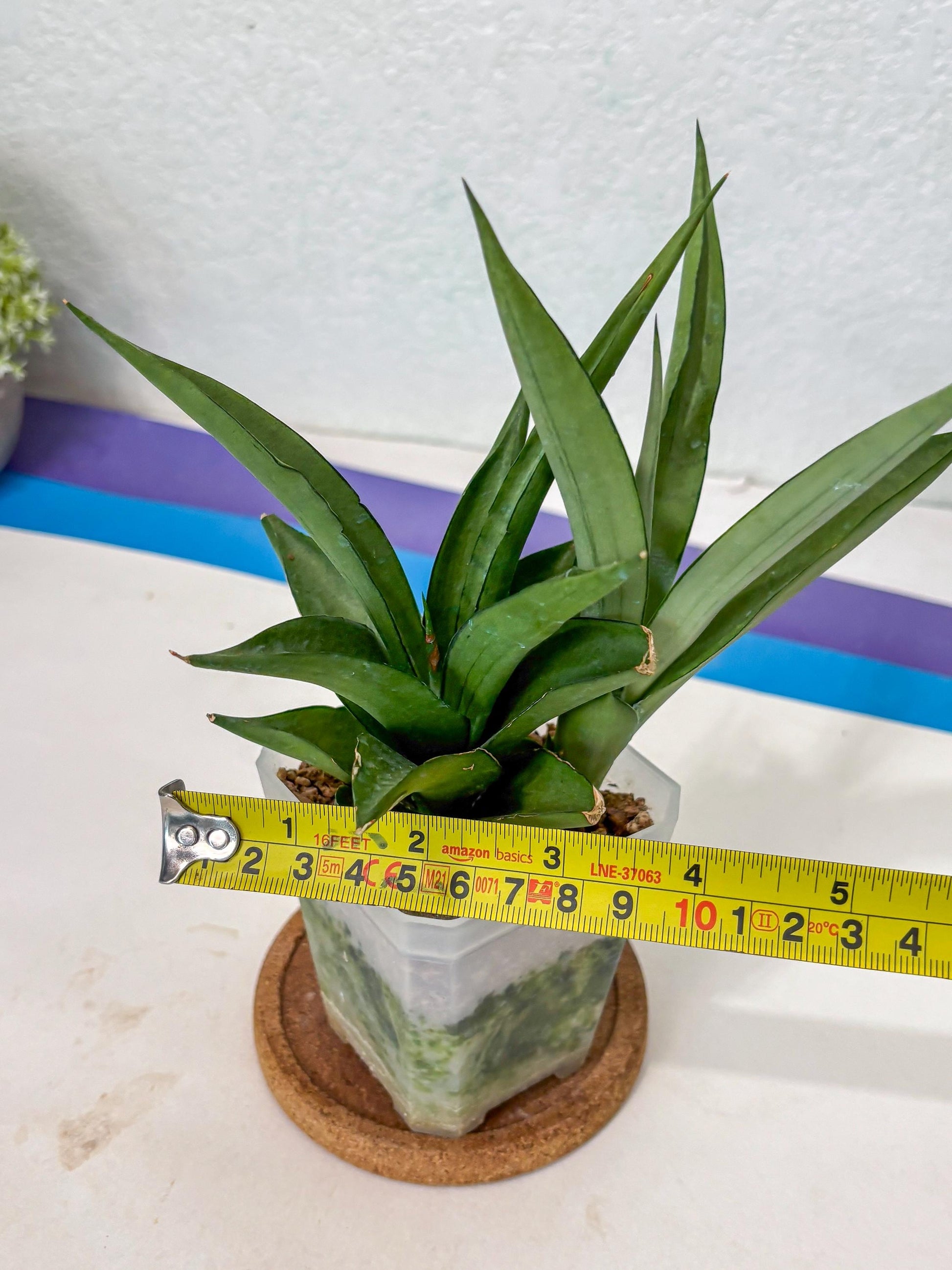 Sansevieria Manee Thewee (Ha2) (10) | Imported