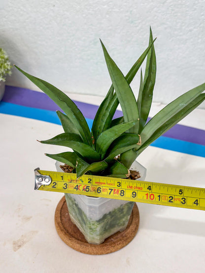 Sansevieria Manee Thewee (Ha2) (10) | Imported