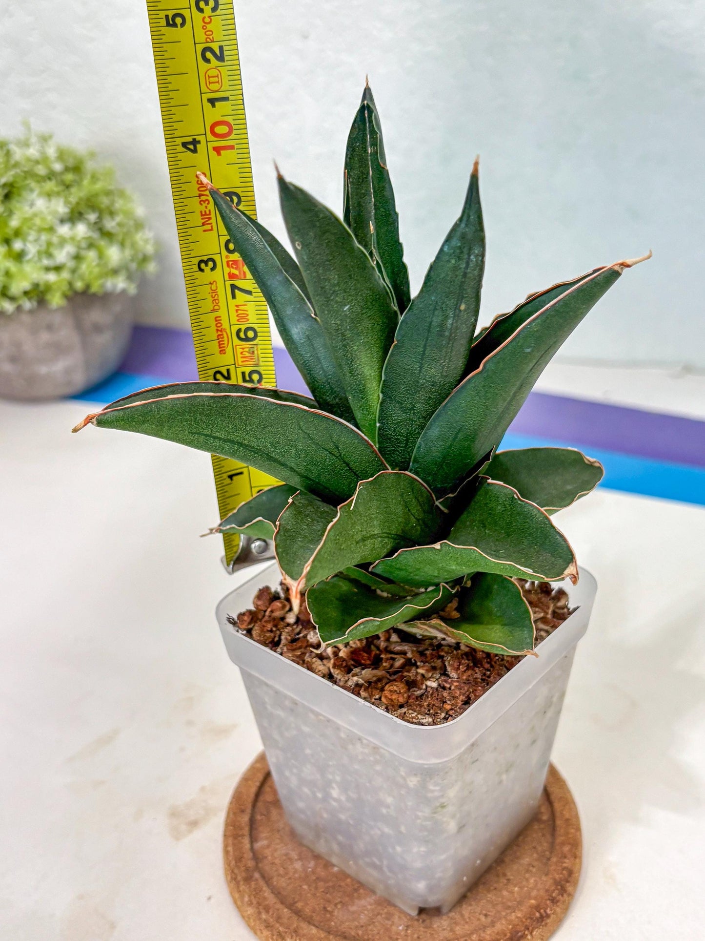 Sansevieria Bonny (Ha5) (15) | Imported