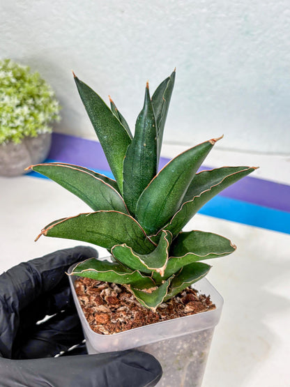 Sansevieria Bonny (Ha5) (15) | Imported