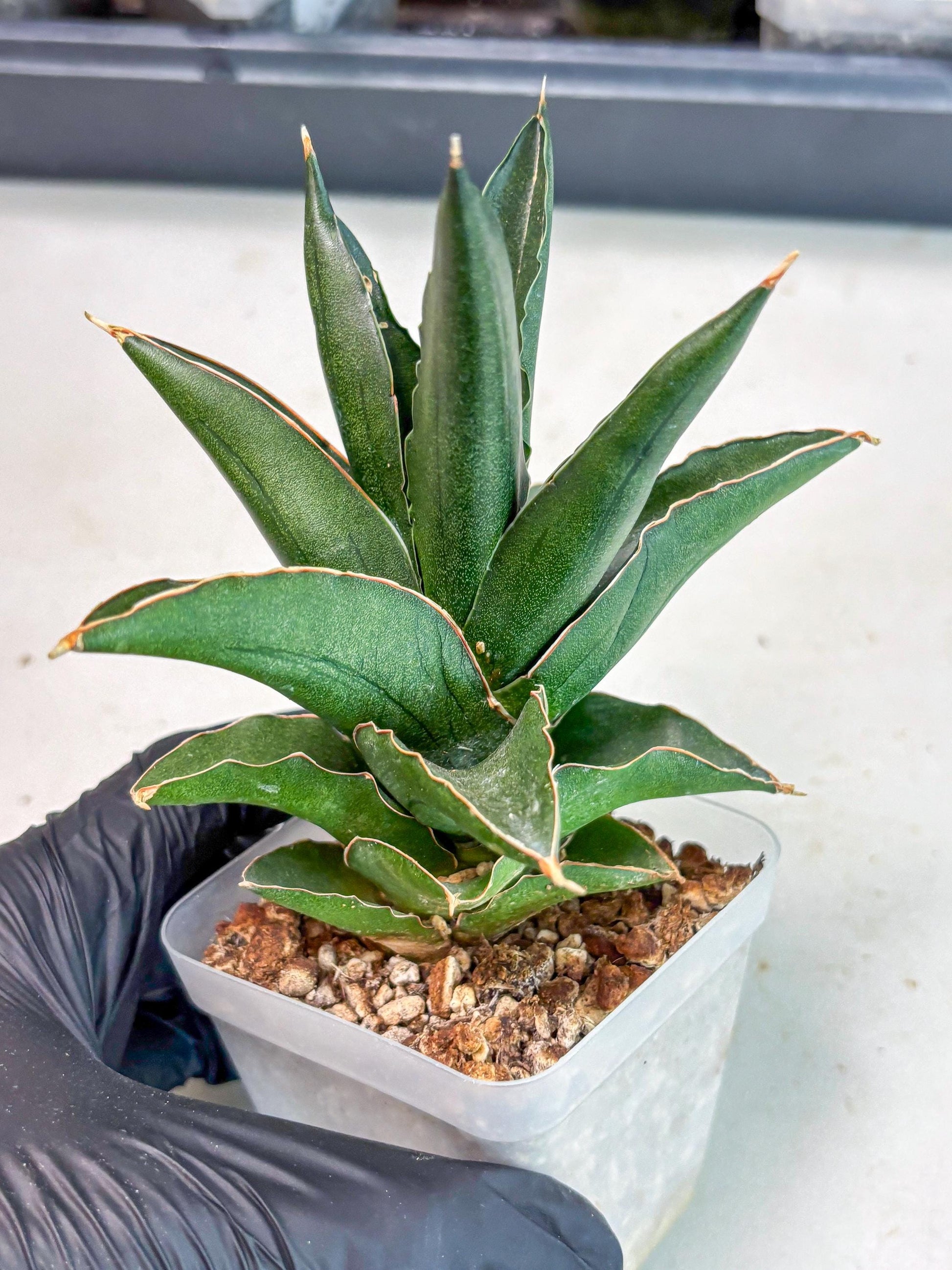 Sansevieria Bonny (Ha5) (15) | Imported