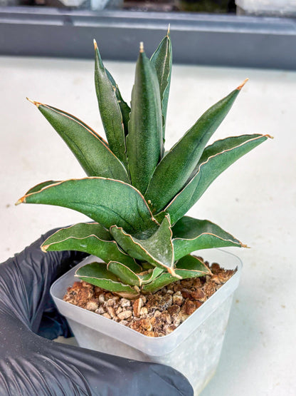 Sansevieria Bonny (Ha5) (15) | Imported