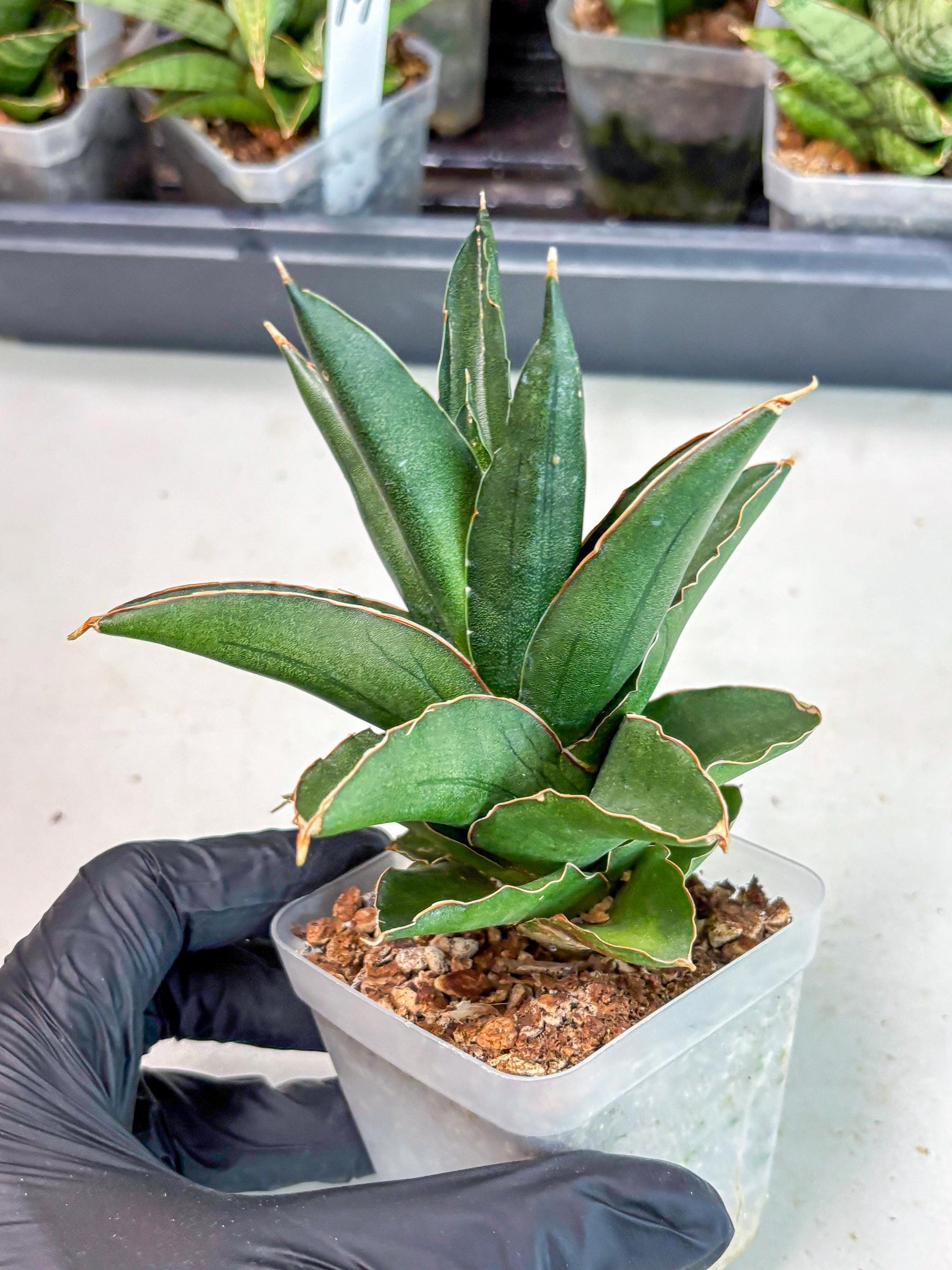 Sansevieria Bonny (Ha5) (15) | Imported