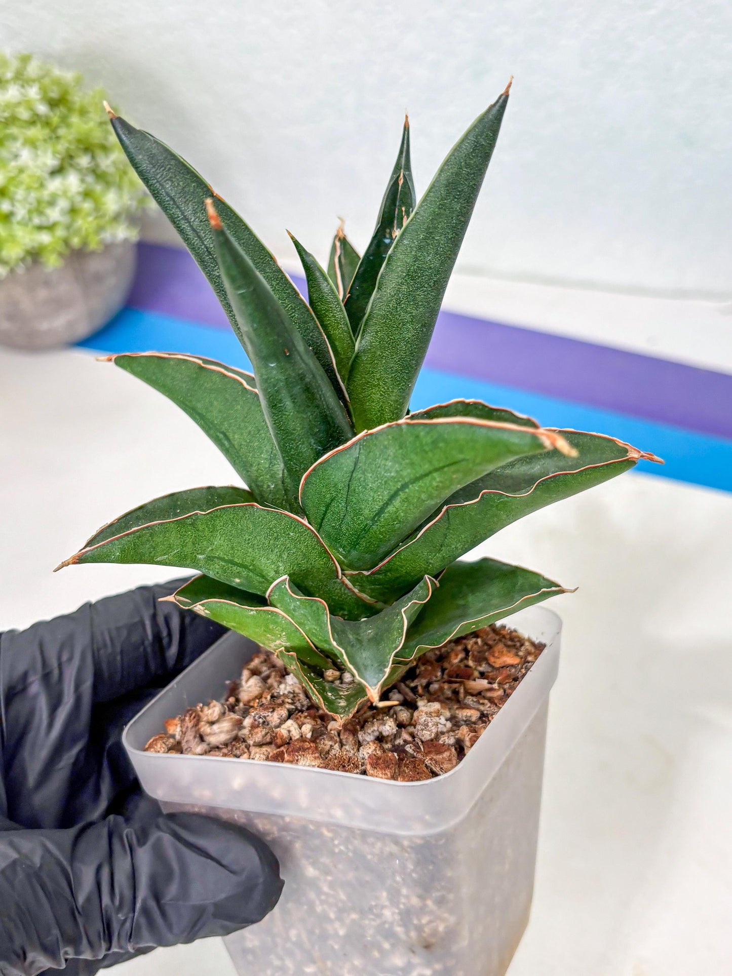 Sansevieria Bonny (Ha5) (15) | Imported
