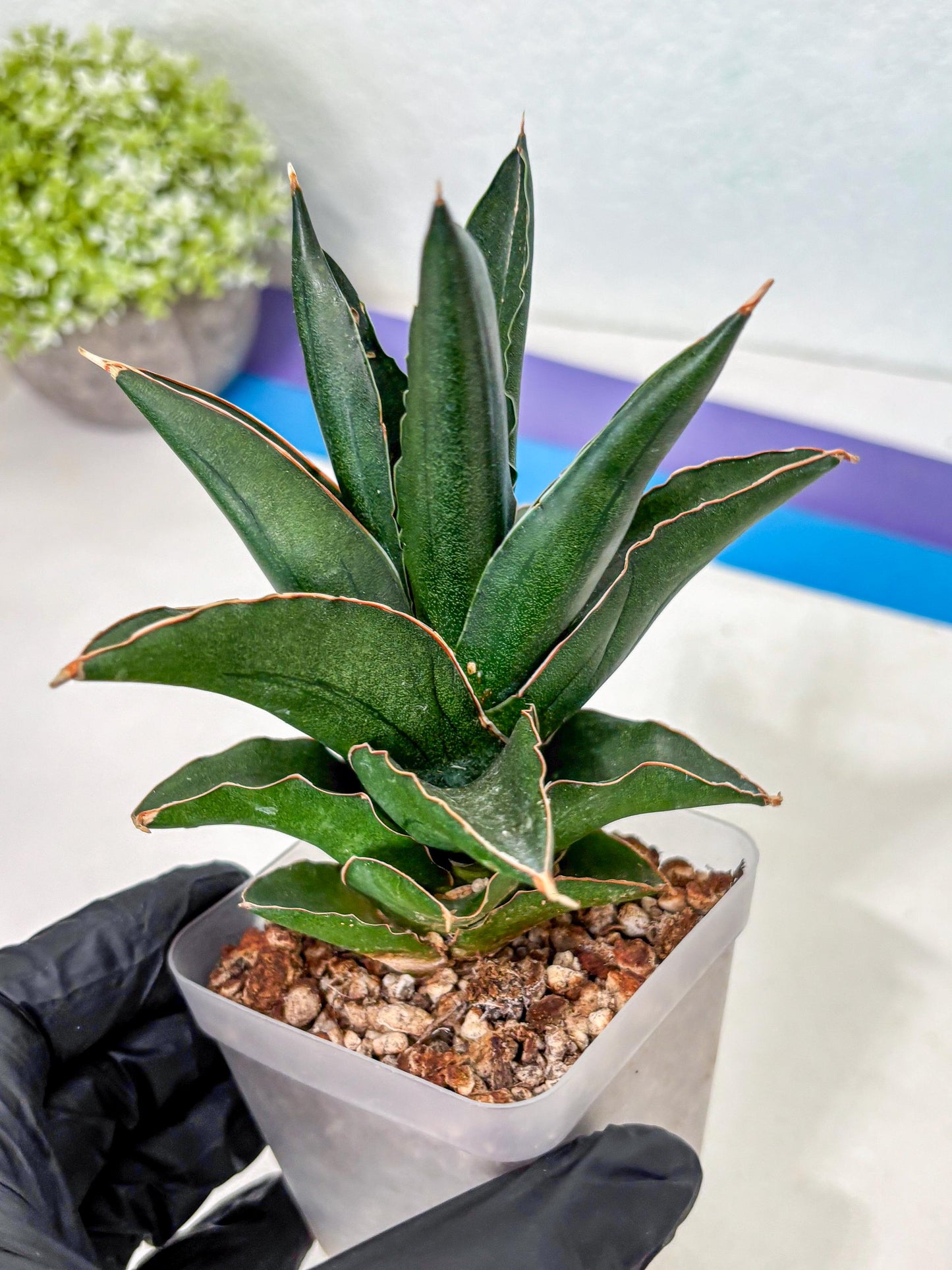 Sansevieria Bonny (Ha5) (15) | Imported