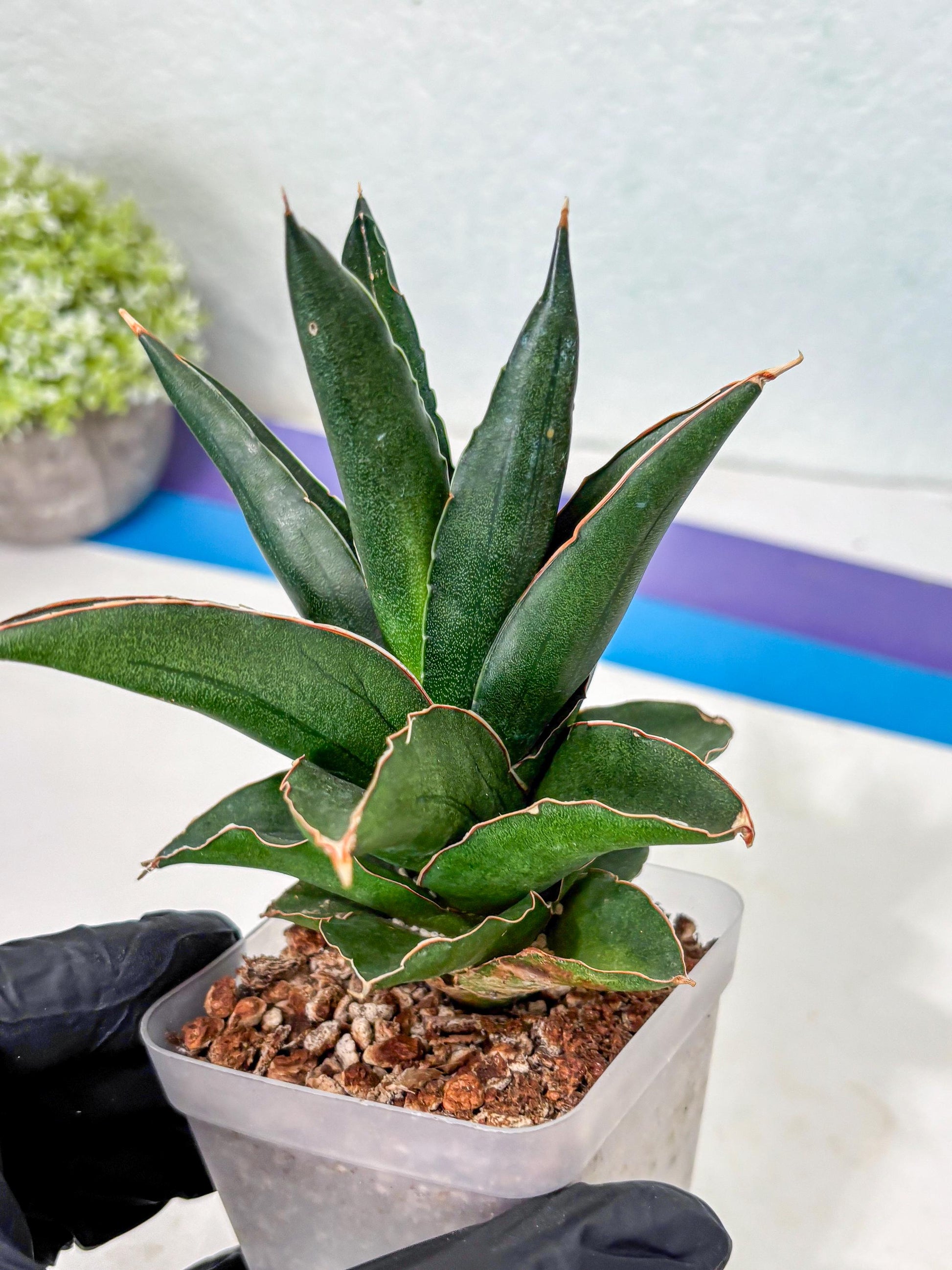 Sansevieria Bonny (Ha5) (15) | Imported
