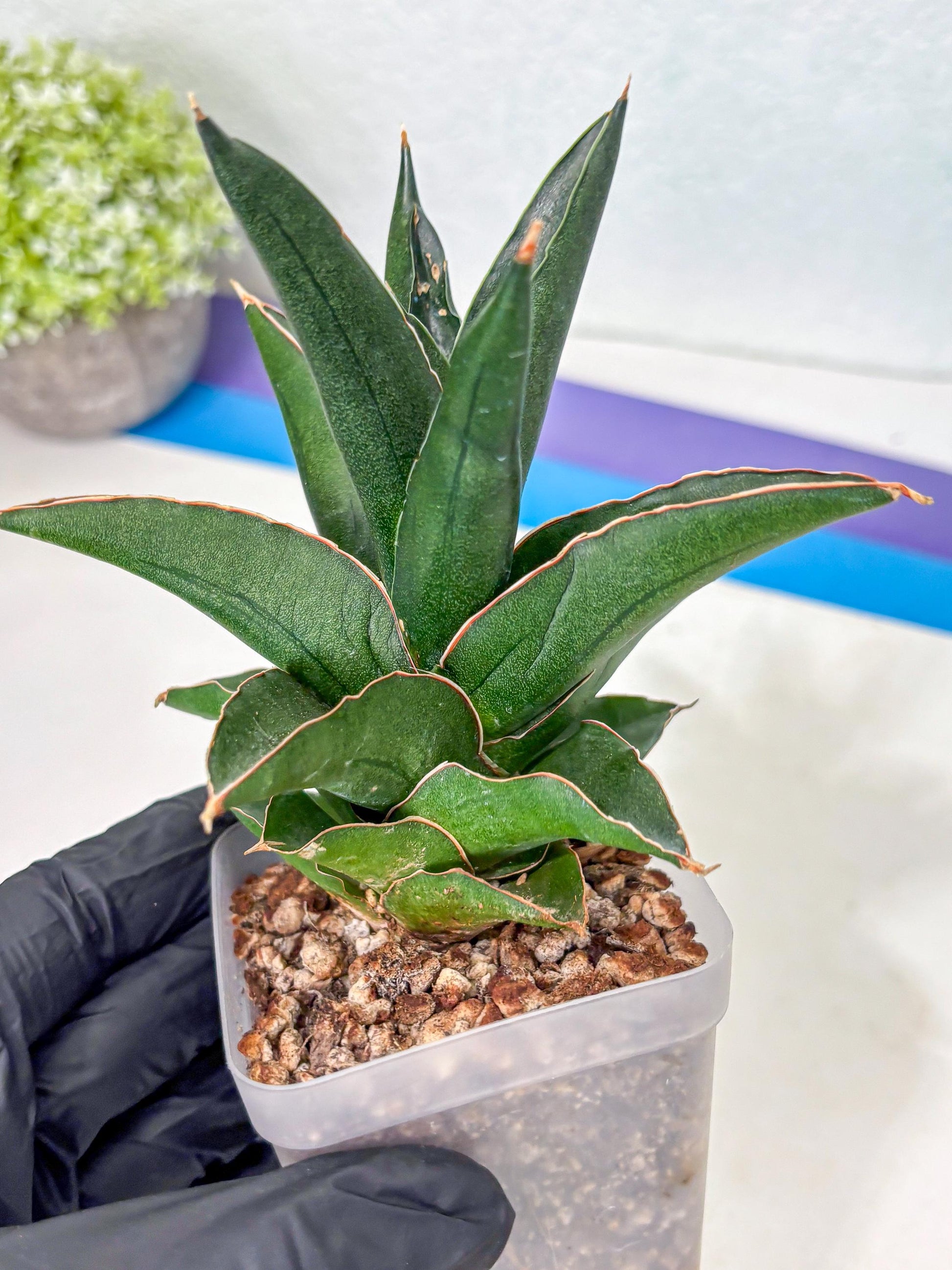 Sansevieria Bonny (Ha5) (15) | Imported