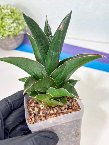 Sansevieria Bonny (Ha5) (15) | Imported