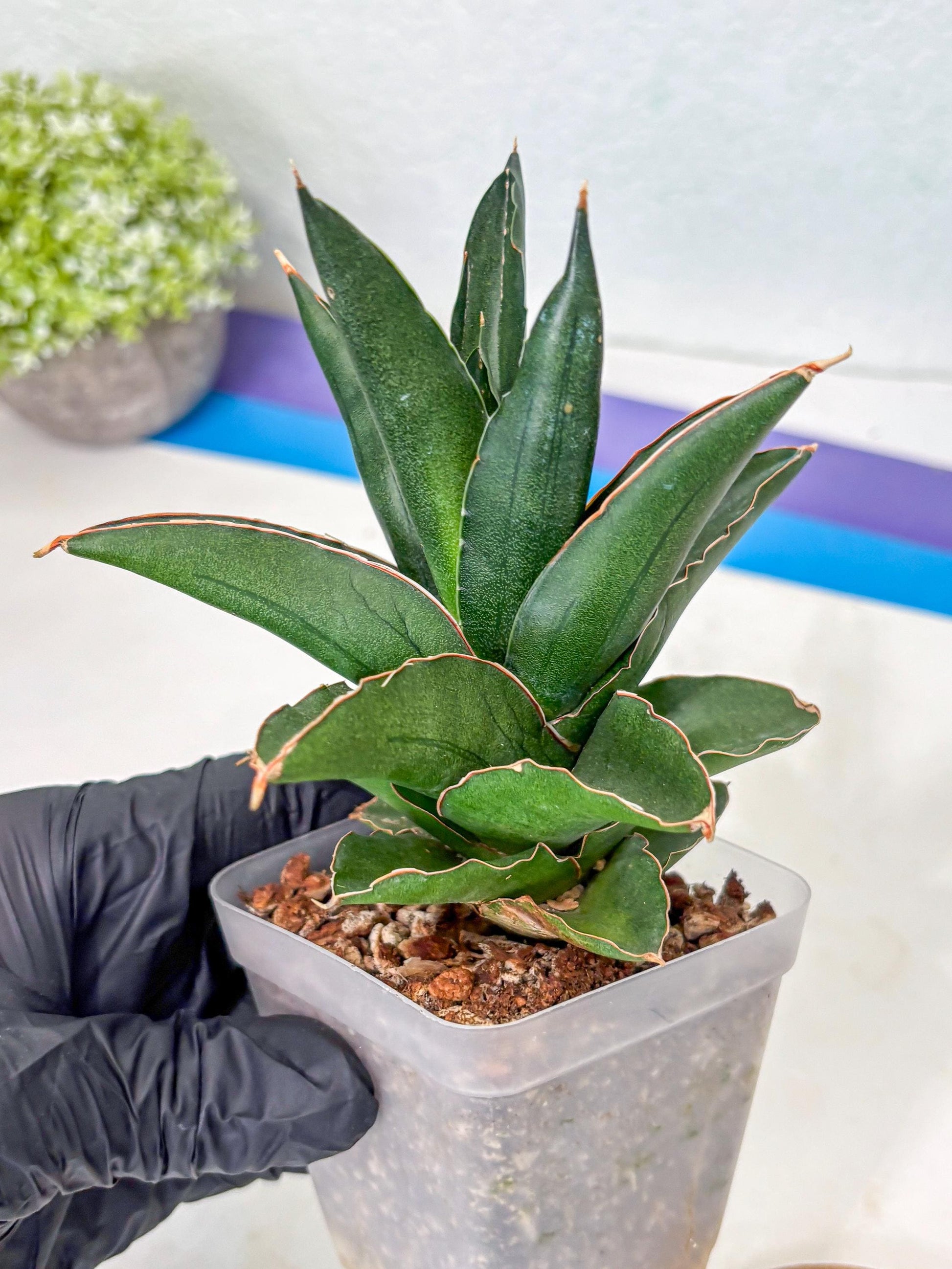Sansevieria Bonny (Ha5) (15) | Imported