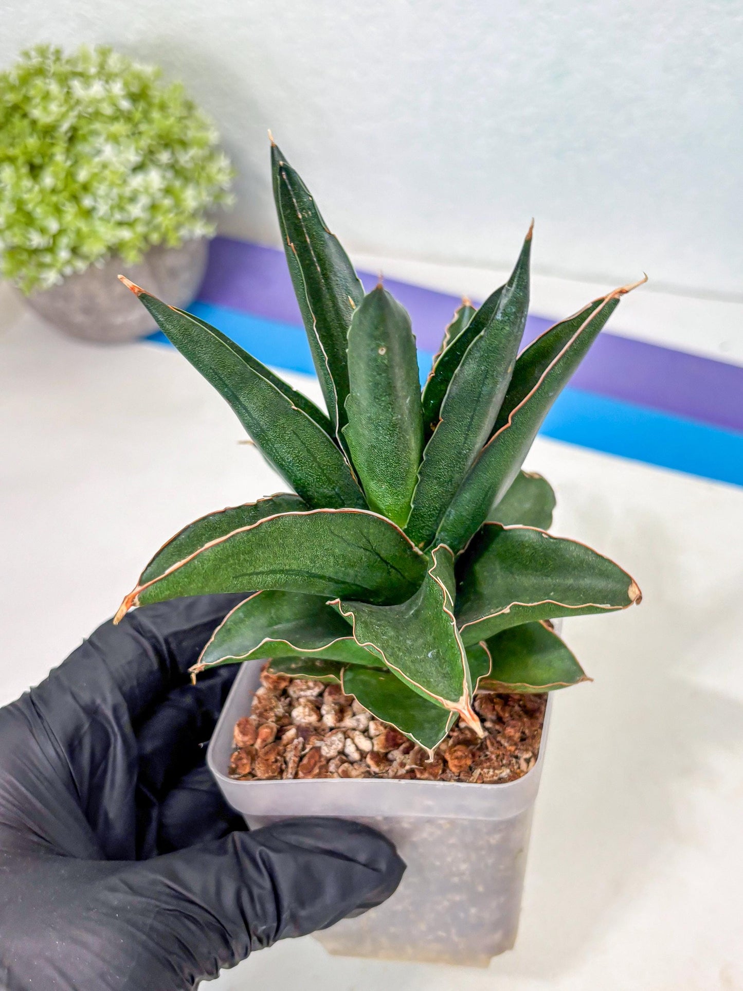 Sansevieria Bonny (Ha5) (15) | Imported