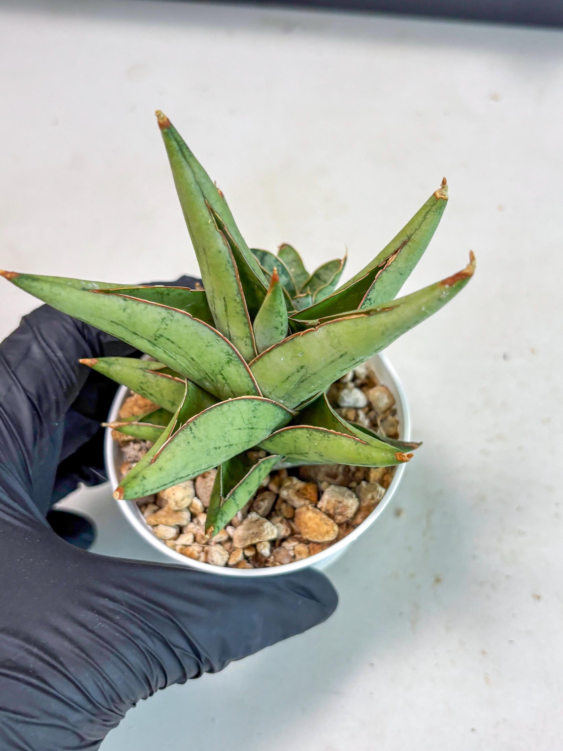 Sansevieria Nonlawee (Ha3) (5) | Imported Plant