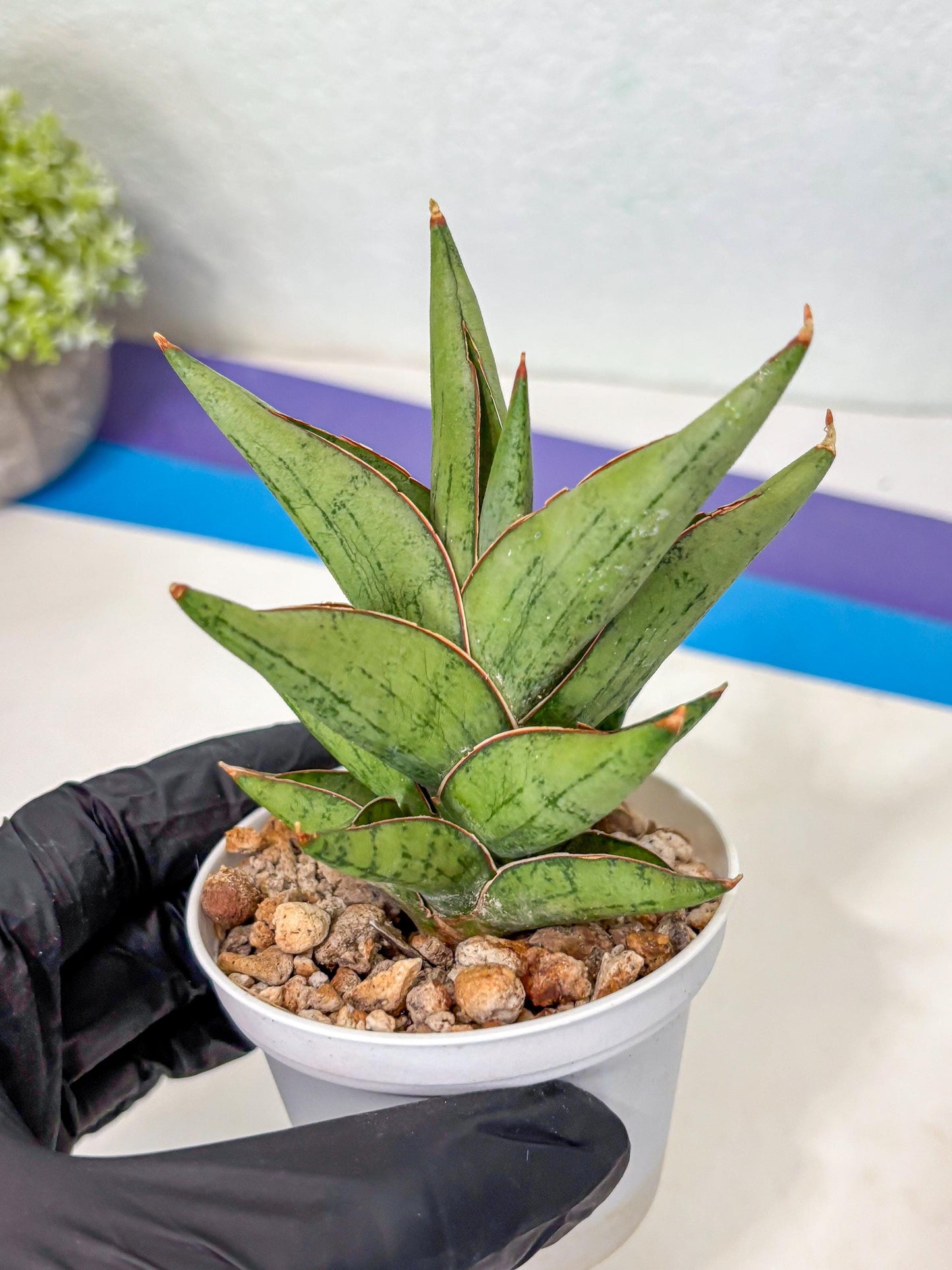 Sansevieria Nonlawee (Ha3) (5) | Imported Plant