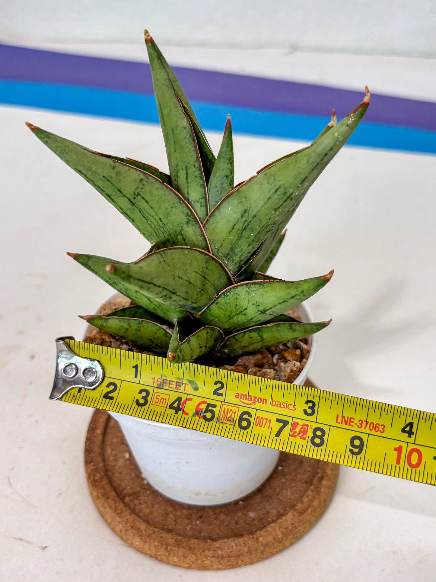 Sansevieria Nonlawee (Ha3) (5) | Imported Plant