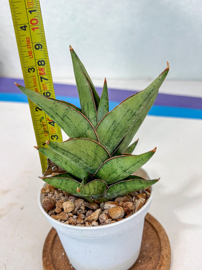 Sansevieria Nonlawee (Ha3) (5) | Imported Plant