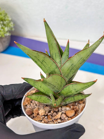 Sansevieria Nonlawee (Ha3) (5) | Imported Plant
