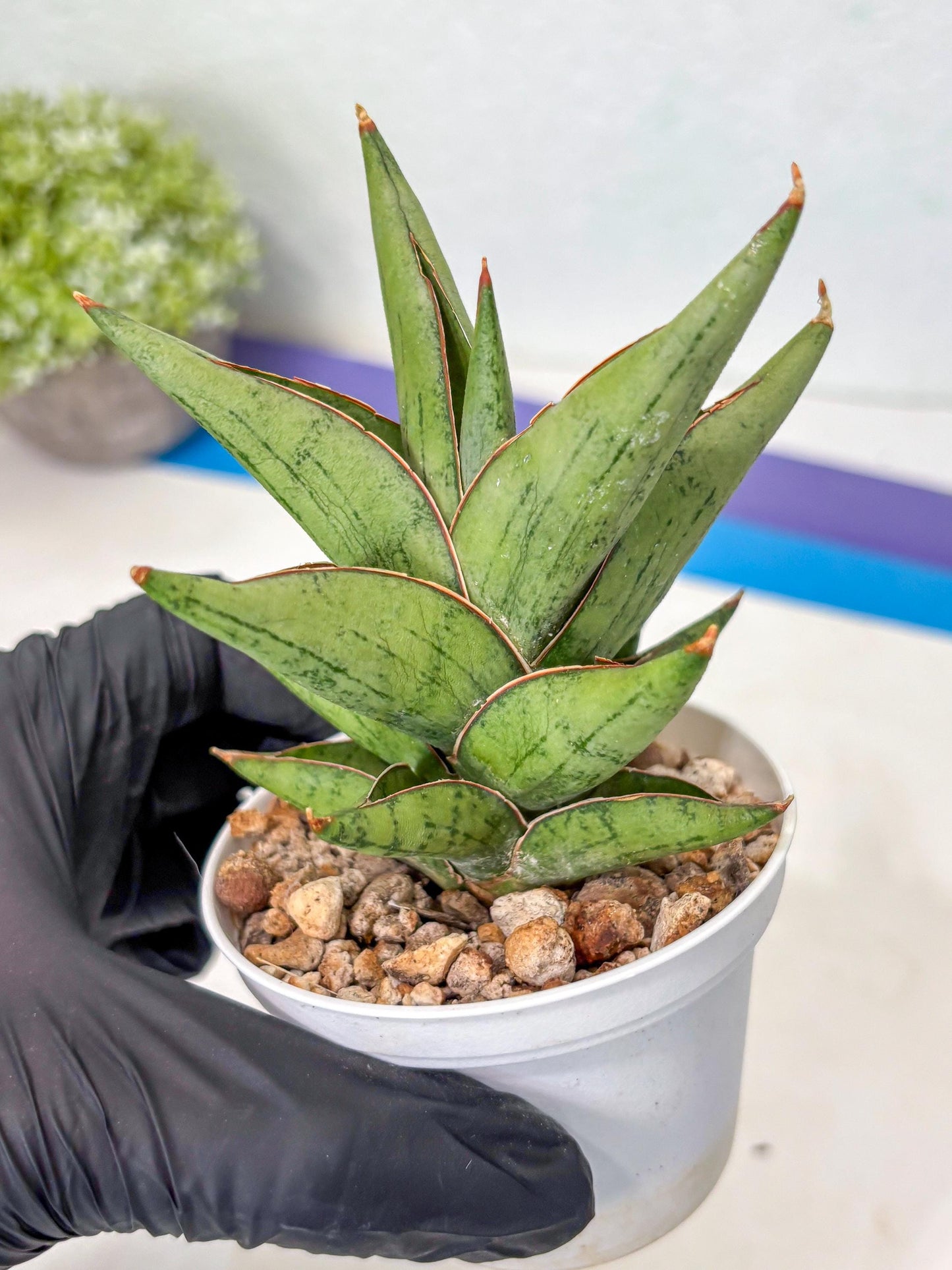 Sansevieria Nonlawee (Ha3) (5) | Imported Plant