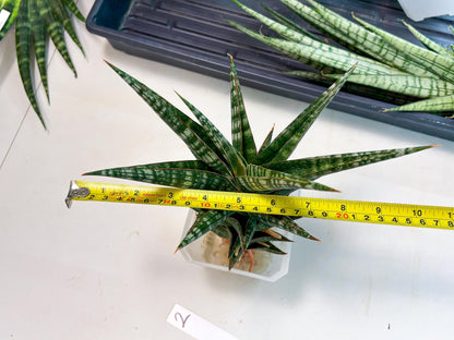 Sansevieria Wisanggeni (ha8) (2) | Only For Advanced Collectors!
