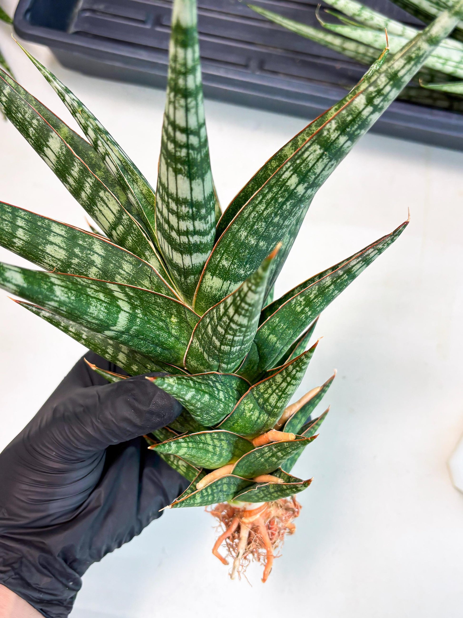 Sansevieria Wisanggeni (ha8) (2) | Only For Advanced Collectors!