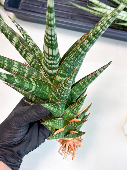 Sansevieria Wisanggeni (ha8) (2) | Only For Advanced Collectors!