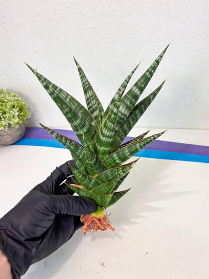 Sansevieria Wisanggeni (ha8) (2) | Only For Advanced Collectors!