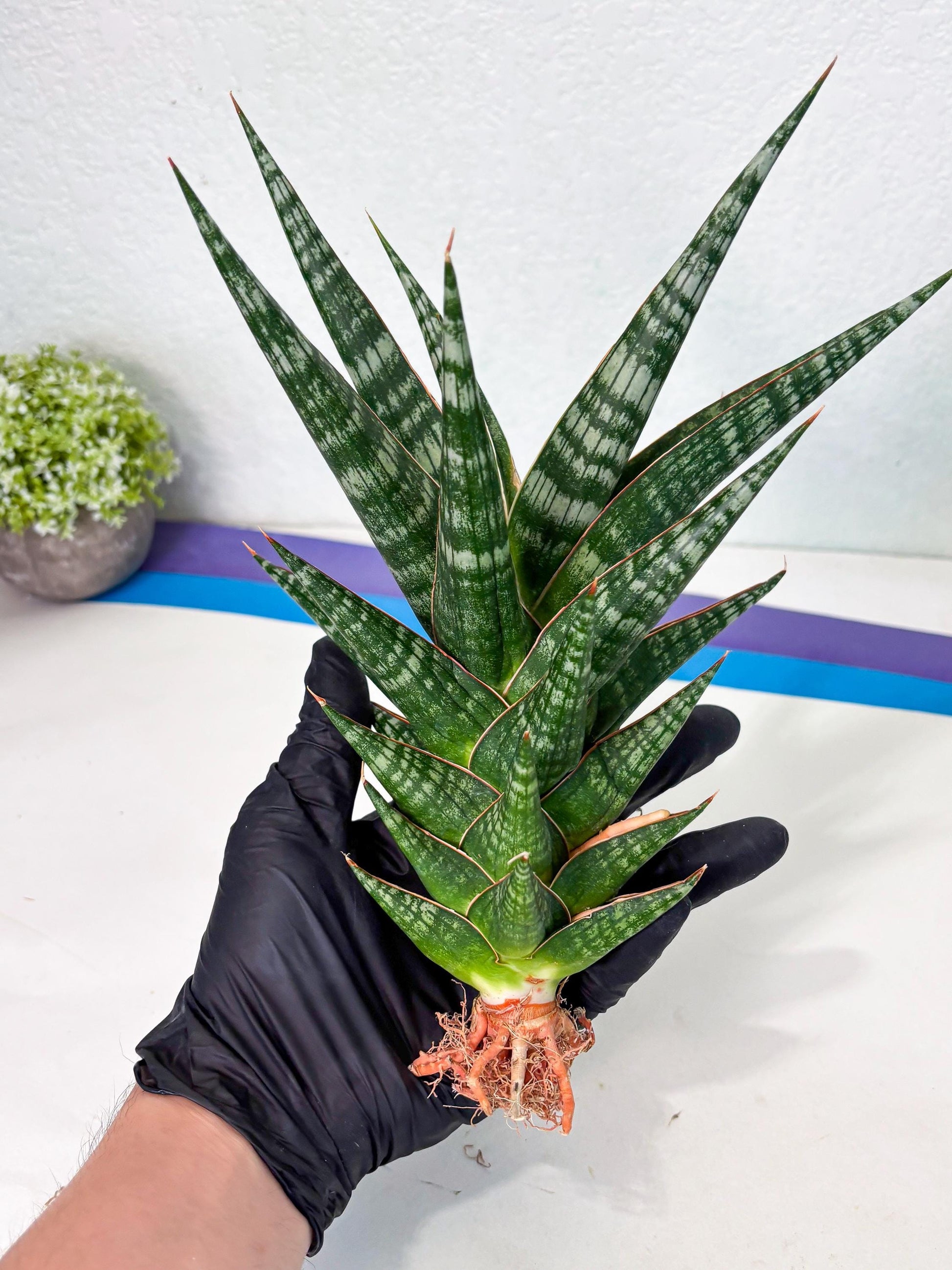 Sansevieria Wisanggeni (ha8) (2) | Only For Advanced Collectors!