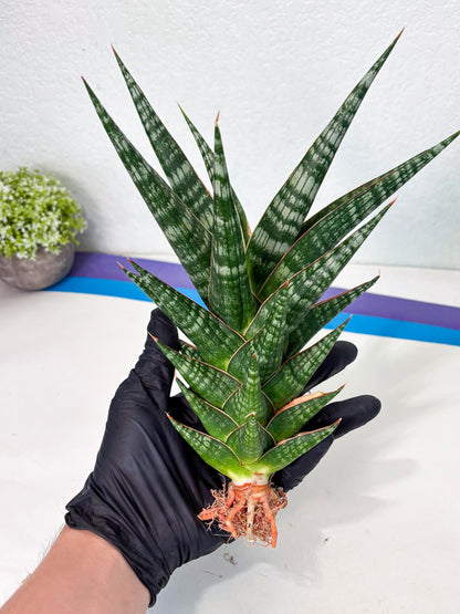 Sansevieria Wisanggeni (ha8) (2) | Only For Advanced Collectors!