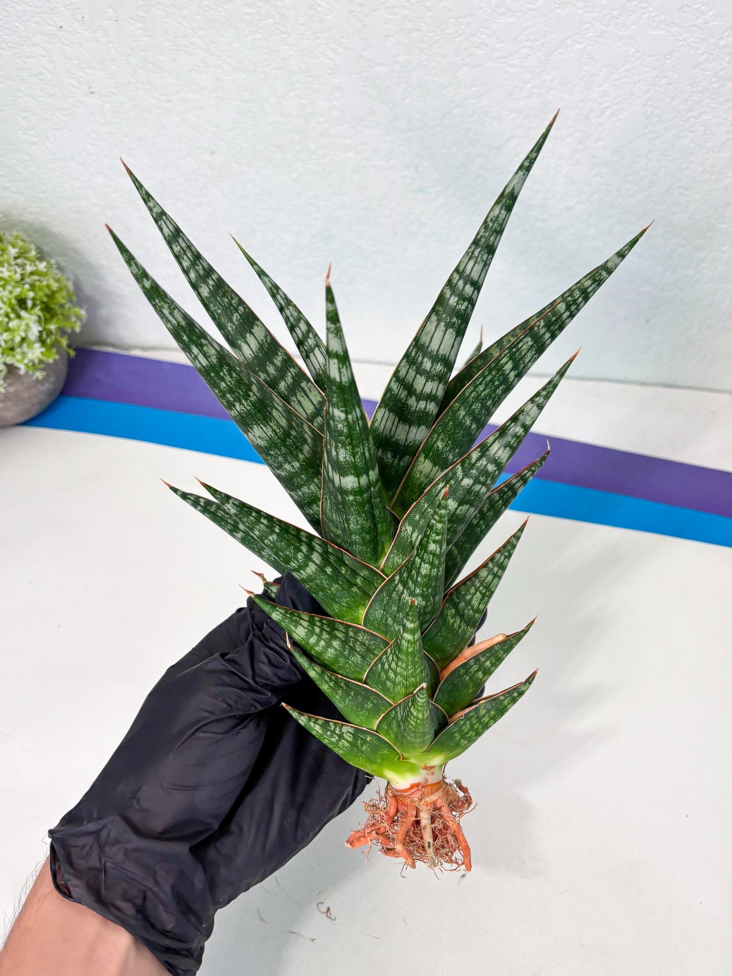 Sansevieria Wisanggeni (ha8) (2) | Only For Advanced Collectors!