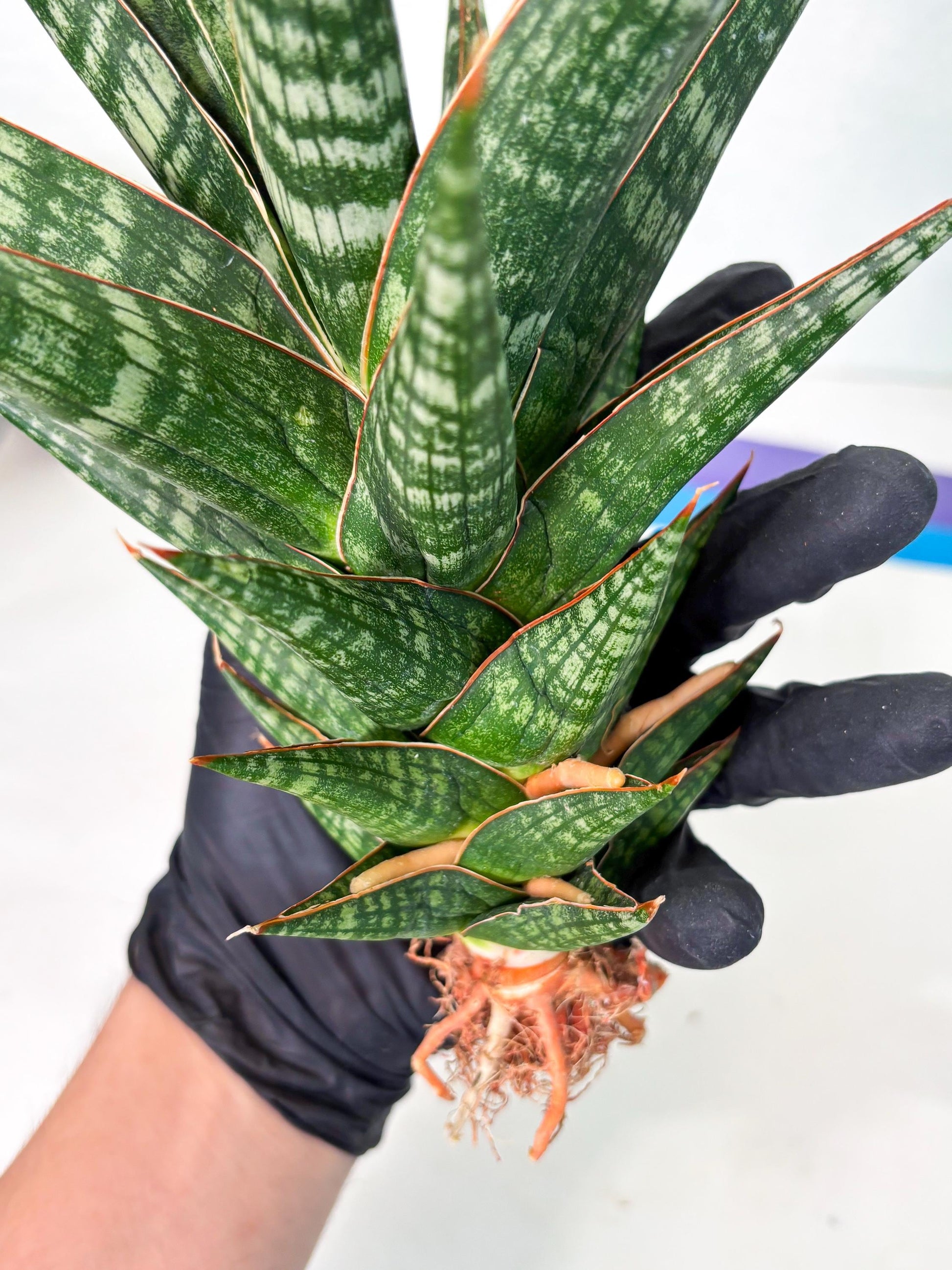 Sansevieria Wisanggeni (ha8) (2) | Only For Advanced Collectors!