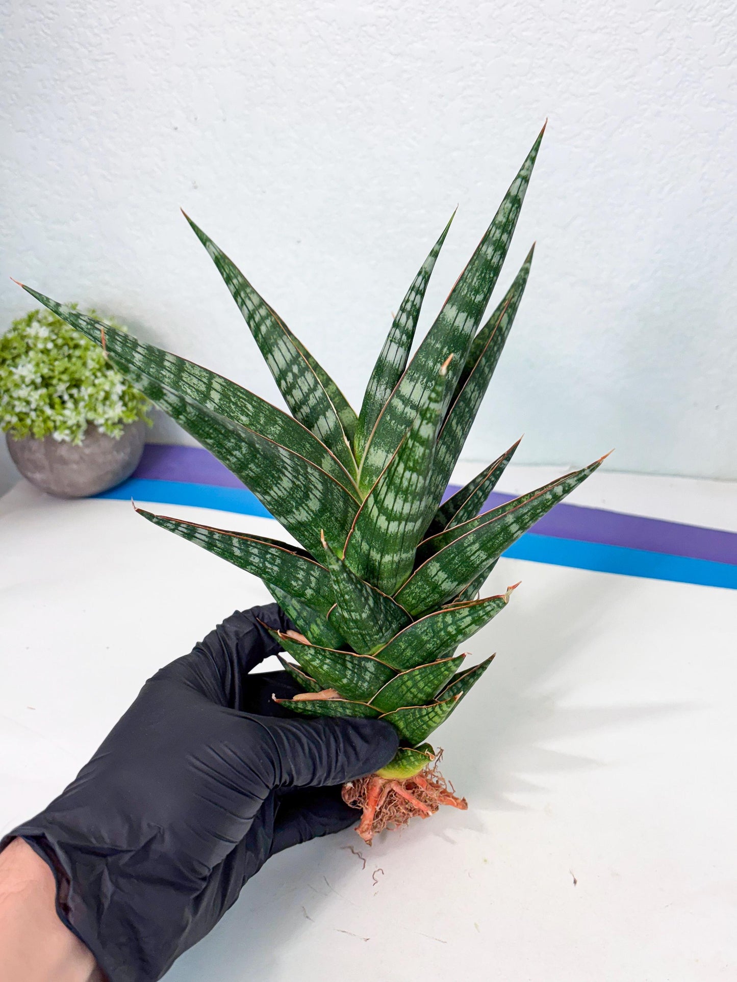Sansevieria Wisanggeni (ha8) (2) | Only For Advanced Collectors!