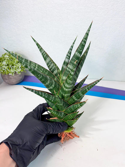 Sansevieria Wisanggeni (ha8) (2) | Only For Advanced Collectors!