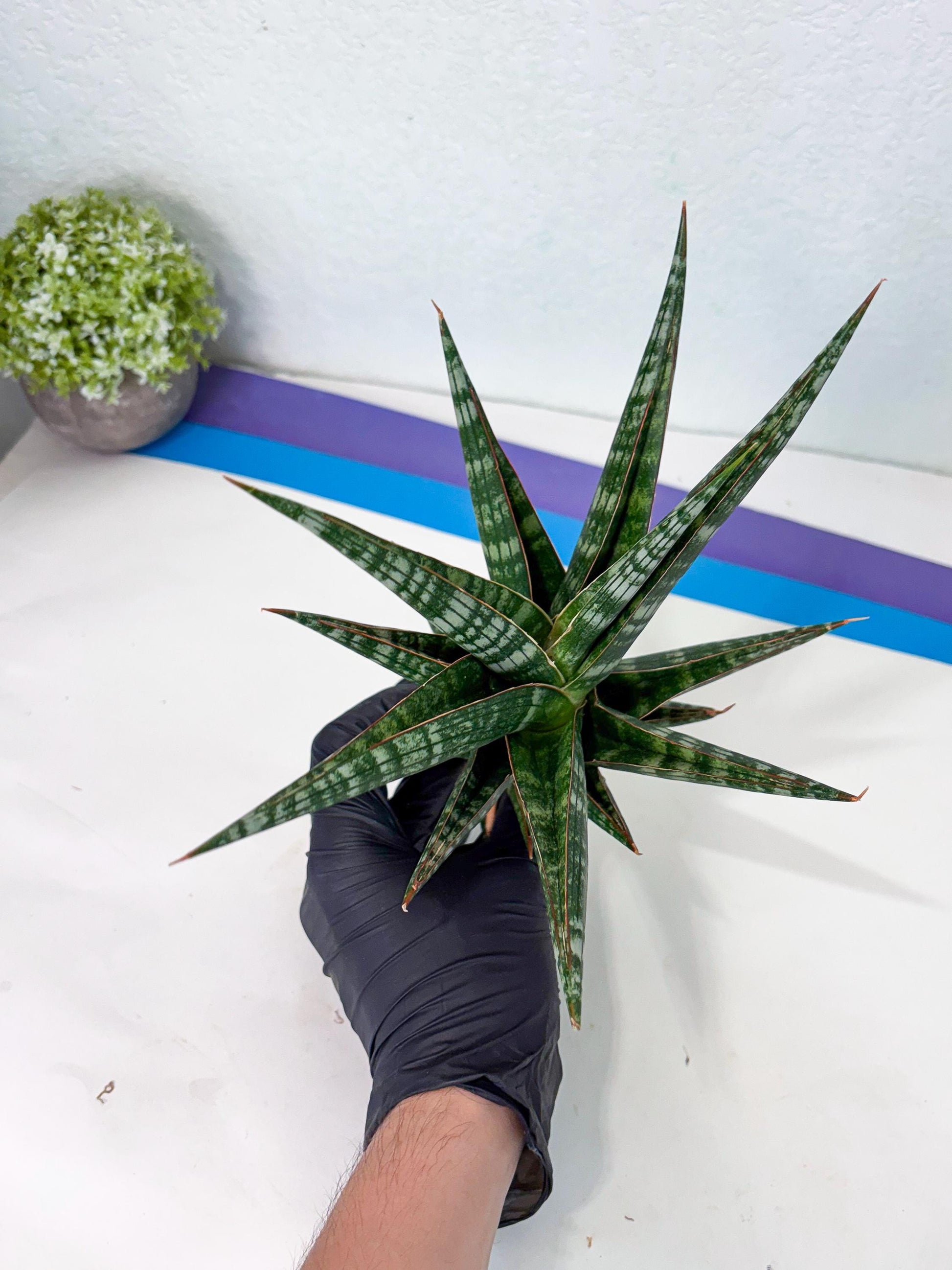 Sansevieria Wisanggeni (ha8) (2) | Only For Advanced Collectors!