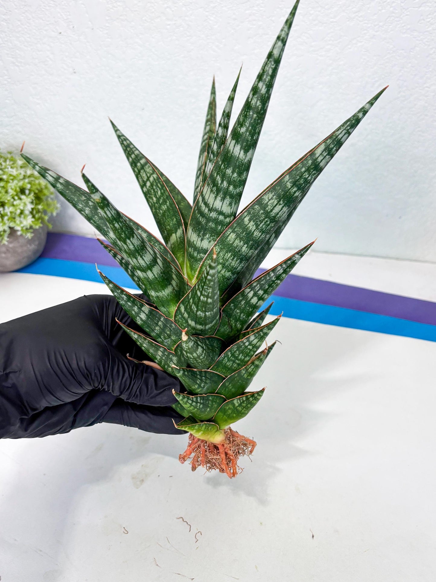 Sansevieria Wisanggeni (ha8) (2) | Only For Advanced Collectors!