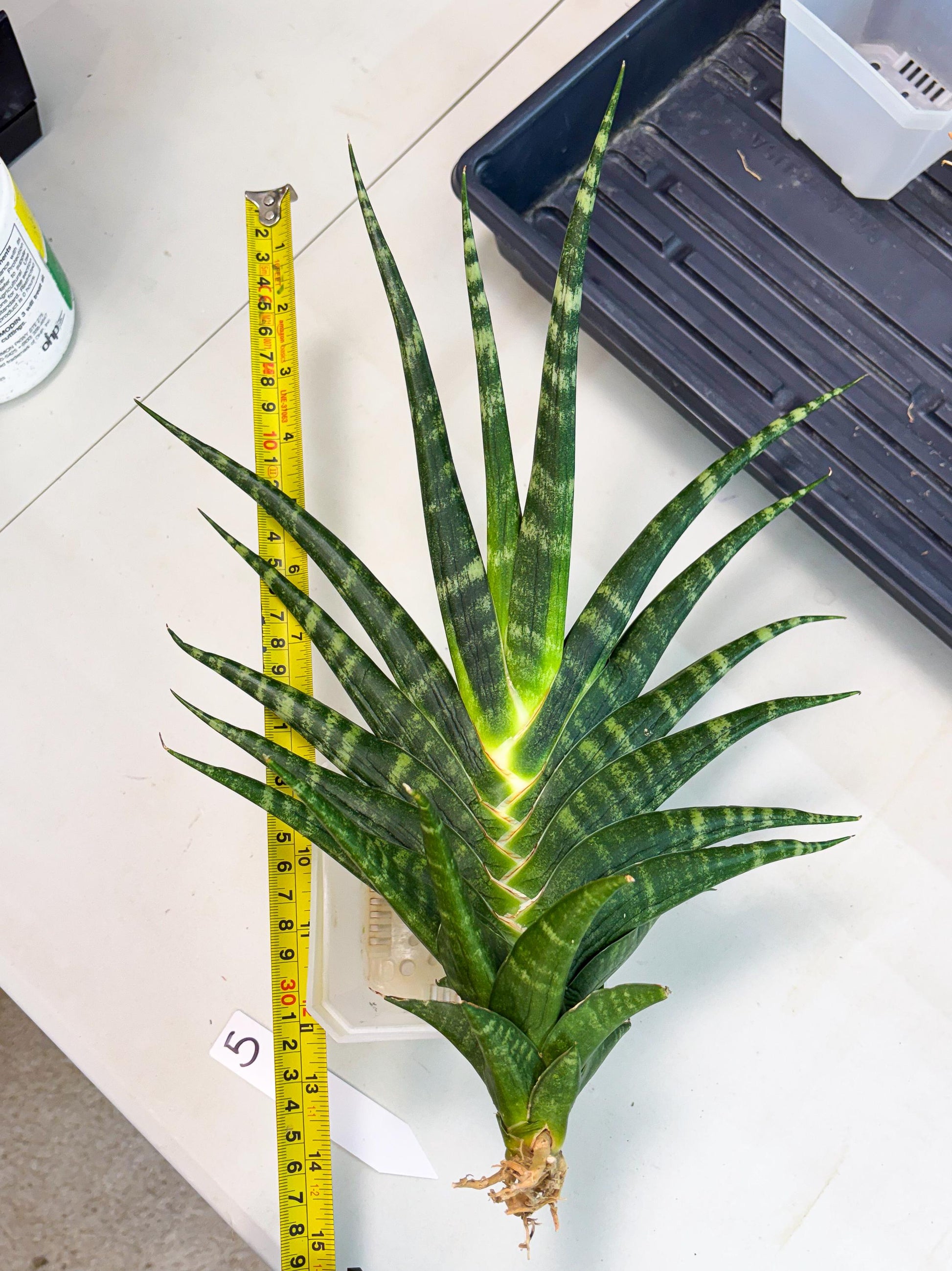 Sansevieria motomo x Ariela (ha8) (5) | Only For Advanced Collectors!