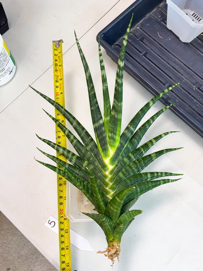 Sansevieria motomo x Ariela (ha8) (5) | Only For Advanced Collectors!